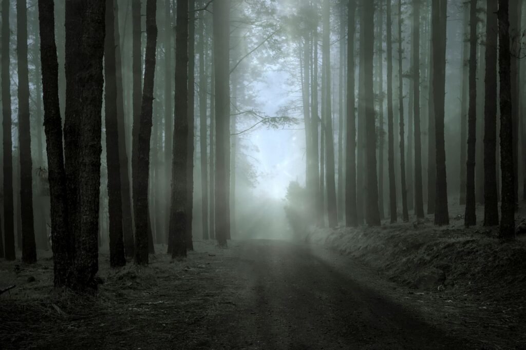 Guia Silent Hill Geekzilla: sendero nebuloso en un bosque oscuro que evoca la niebla del pueblo de Silent Hill